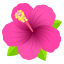 :hibiscus: