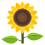:sunflower:
