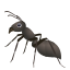 :ant: