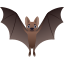 :bat: