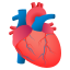 :anatomical_heart: